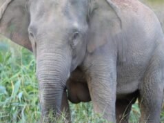 Tailandia utiliza una vacuna anticonceptiva para reducir su población de elefantes