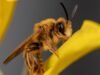 Un fotógrafo de California busca fotografiar cientos de abejas nativas