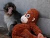 Punch the Monkey: Google celebra al mono viral con una animación de búsqueda interactiva