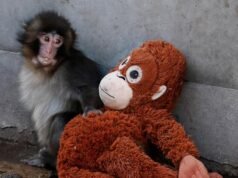 Punch the Monkey: Google celebra al mono viral con una animación de búsqueda interactiva