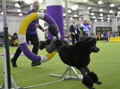 La Exposición Canina de Westminster tiene nuevo cantante y se llama Gerard