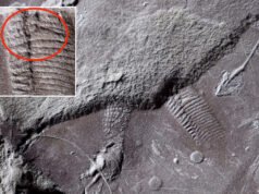 Hallan el agujero de vagabundo fosilizado más antiguo de 299 MILLONES de años mientras los científicos desentrañan un misterio prehistórico