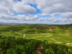 Alice Tittienne guía a Champagne Henriot hacia un futuro sostenible