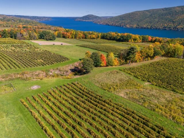 New-York-State-vineyard-scaled.jpg