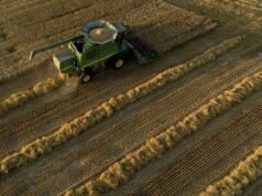 Israel aumenta los impuestos al trigo para atraer a Estados Unidos