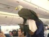 Un águila calva aborda un vuelo de Delta de San Francisco a Atlanta; los pasajeros se toman selfies en el pasillo