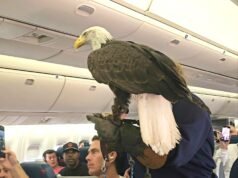 Un águila calva aborda un vuelo de Delta de San Francisco a Atlanta; los pasajeros se toman selfies en el pasillo