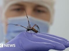 ¿Podría la seda de esta araña ayudar a reparar los nervios?