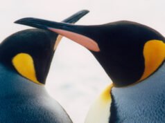 Trabajo de amor: lecciones de la naturaleza en el sacrificio