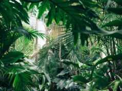 Las plantas y el gran debate sobre la percepción