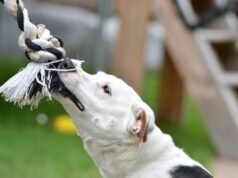 Cuando ocurre una mordedura de perro en Salt Lake City: lo que realmente importa a continuación