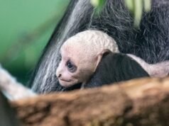 Un raro mono blanco nacido del Rey Colobo en peligro de extinción trae ‘doble alegría de bebé’ al zoológico del Reino Unido
