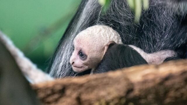 double-baby-joy-paignton-zoo-1059684324_00aab0.jpg