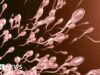 Un estudio encontró que los espermatozoides nadan más rápido en verano