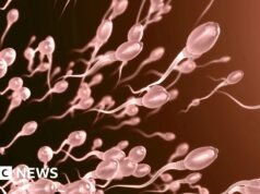 Un estudio encontró que los espermatozoides nadan más rápido en verano