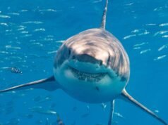 El mapa revela los puntos críticos de ataque de tiburones, incluido un popular destino de vacaciones donde el británico fue mordido, y las mordeduras fatales van en aumento