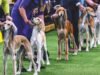 Exposición canina del Westminster Kennel Club 2026: ganadores del grupo, resultados desde el primer día