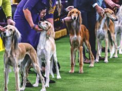 Exposición canina del Westminster Kennel Club 2026: ganadores del grupo, resultados desde el primer día