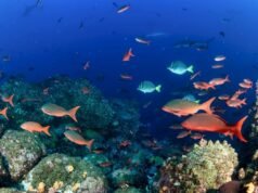 Si permitimos que los peces de los arrecifes de coral se recuperen de la sobrepesca, podrían alimentar a 1,4 millones de personas más.