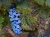 Por qué la uva ancestral “olvidada” de Chile está teniendo un segundo renacimiento