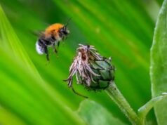 Cómo los cerebros de las abejas están dando forma a los chips de computadora de próxima generación