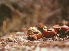 Reducir la inseguridad alimentaria sin aumentar el desperdicio de alimentos