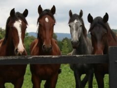 Los caballos americanos todavía se sacrifican para obtener carne.