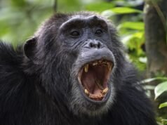 Los chimpancés salvajes aman el alcohol y consumen el equivalente a dos bebidas al DÍA, mientras un estudio explosivo confirma la teoría del consumo de alcohol en humanos.