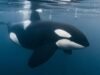 Señales horrorosas de que las orcas han entrado en una guerra civil caníbal con ‘una subespecie mortal de orca COMIENDO a otra’