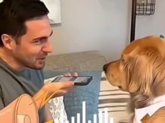 El collar para perros que ‘puede interpretar el habla humana de los perros callejeros’ llega a las tiendas por £ 512