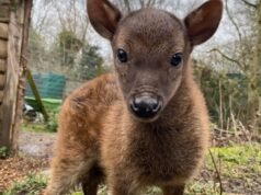 Una cría de ciervo extremadamente rara y en peligro de extinción con características especiales ha nacido en un zoológico del Reino Unido, ya que los cuidadores advierten que solo quedan 700 en estado salvaje.