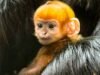 El adorable y raro mono NARANJA brillante nacido en un zoológico del Reino Unido es un ‘rayo de esperanza’ para las especies en peligro de extinción