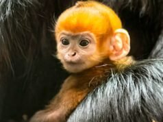 El adorable y raro mono NARANJA brillante nacido en un zoológico del Reino Unido es un ‘rayo de esperanza’ para las especies en peligro de extinción