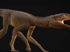 Descubierto un antiguo y veloz cocodrilo que corrió por todo el Reino Unido comiéndose a sus víctimas hace 215 millones de años