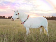 Solace Health logra el estatus de unicornio al eliminar la “tarea” del sistema de navegación de atención