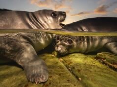 Un par de cachorros de león marino gana el premio al fotógrafo submarino del año 2026 – enorme