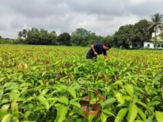 Varaha de la India recauda 20 millones de dólares para impulsar la eliminación de carbono del Sur Global