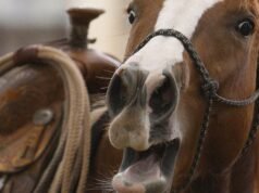 El relincho de un caballo puede ser único en el reino animal. Ahora los científicos saben cómo lo hacen.