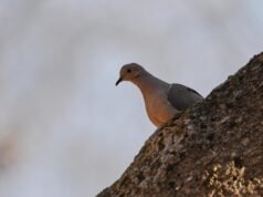 La disminución de la población de aves en América del Norte está empeorando más rápidamente. Los expertos culpan a esto