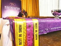 Exposición canina del Westminster Kennel Club: ganadores de Best in Show, raza por año