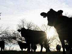 Los precios de la carne vacuna estimulan la campaña del Senado para desmantelar a los gigantes de la carne