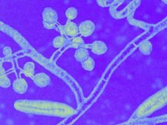 TMVII explicó: Todo lo que sabemos hasta ahora sobre las infecciones por hongos de transmisión sexual