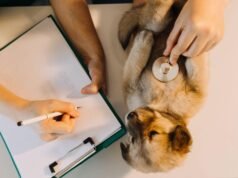 Estrategias básicas para proteger tus derechos como asegurado de un seguro para mascotas