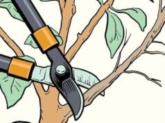 La forma correcta de podar arbustos y arbustos