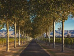 Cómo una bodega de Nueva Zelanda está allanando el camino hacia el éxito