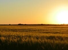 La atención de crisis virtual ayuda a las comunidades rurales a acceder a recursos de salud mental en situaciones de emergencia