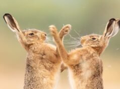 Liebres en duelo y ranas saltarinas encabezan la lista de los premios British Wildlife Photography Awards 2026 – Enorme