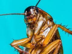 Se descubre un extraño ritual de canibalismo de cucarachas cuando las criaturas se COMEN las alas entre sí y forman un vínculo inquebrantable