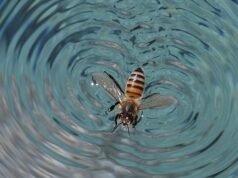 Las abejas reinas pueden sobrevivir bajo el agua durante DÍAS mientras los expertos descubren accidentalmente el superpoder secreto del insecto
