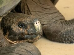 Las tortugas gigantes regresan a la isla Galápagos 180 años después de la extinción de sus parientes